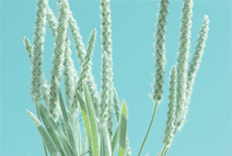 ddos攻击器安卓ios下载